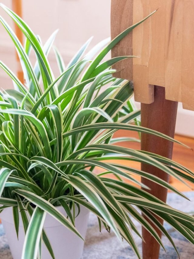 TOP 05 HIGHEST OXYGEN PRODUCING INDOOR PLANTS